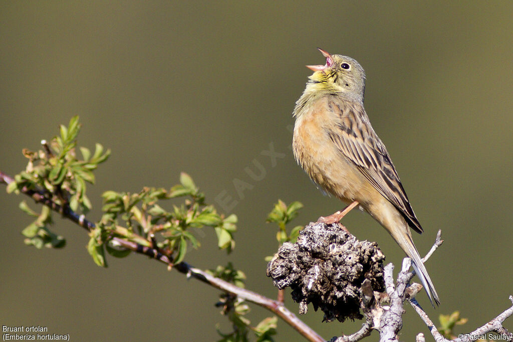 Ortolan Bunting, song