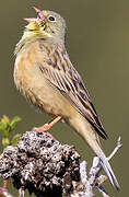 Ortolan Bunting