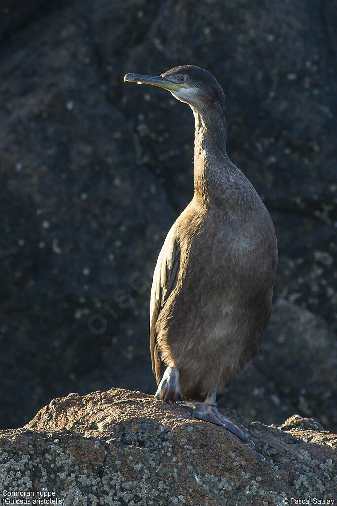 Cormoran huppé