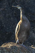 European Shag