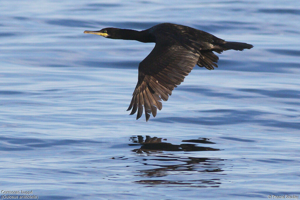 European Shag, Flight