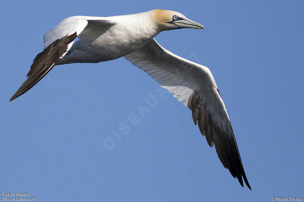 Northern Gannet