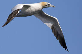 Northern Gannet