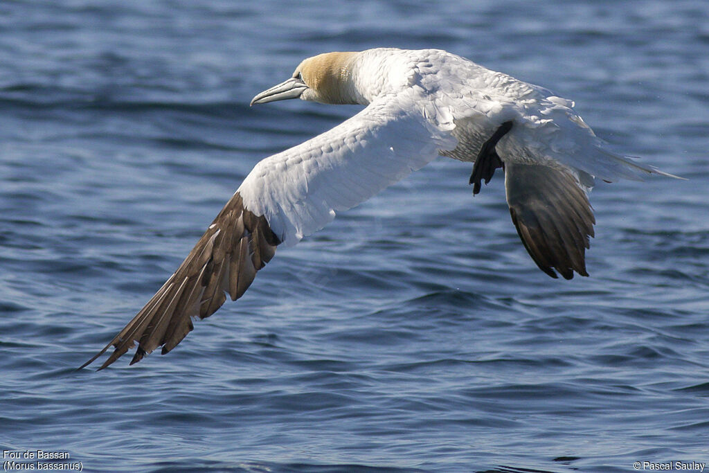 Northern Gannet, Flight