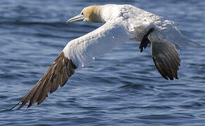 Northern Gannet