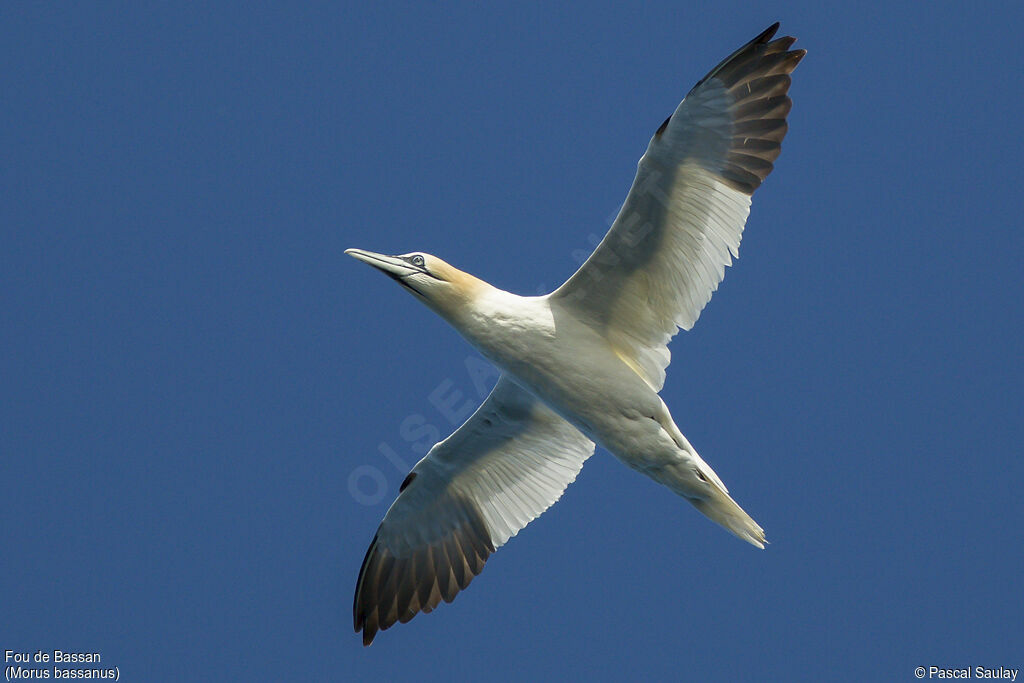 Northern Gannet