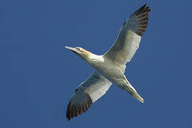 Northern Gannet