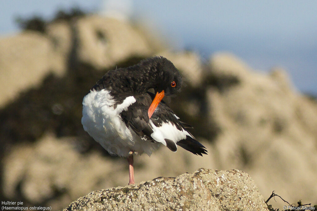 Eurasian Oystercatcher, Behaviour