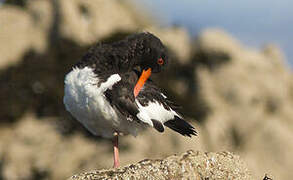 Eurasian Oystercatcher