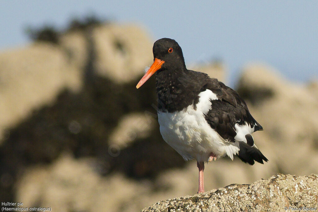 Eurasian Oystercatcher