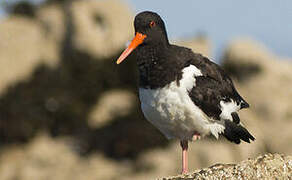 Eurasian Oystercatcher