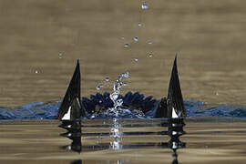 Velvet Scoter