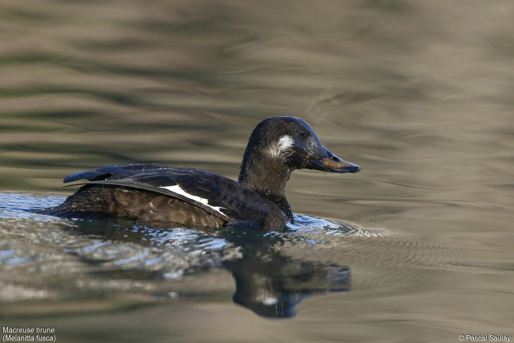 Velvet Scoter, identification, swimming