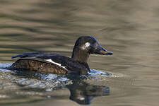 Macreuse brune