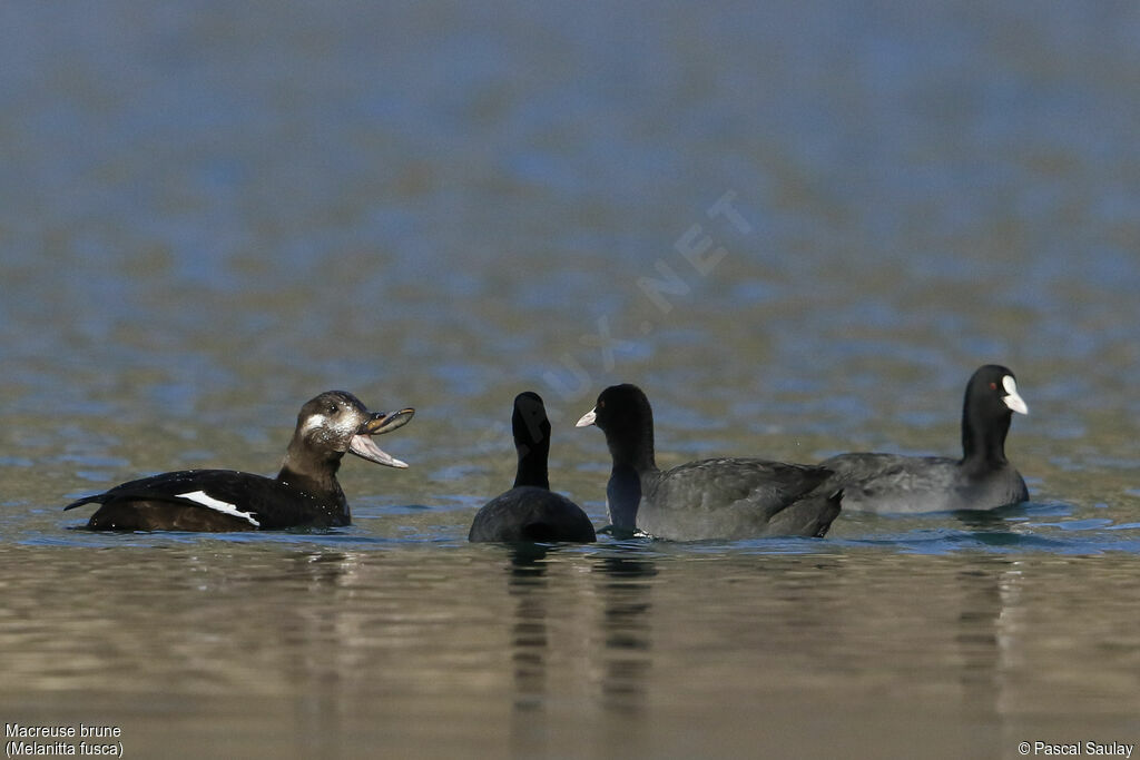 Velvet Scoter, Behaviour