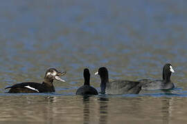 Velvet Scoter