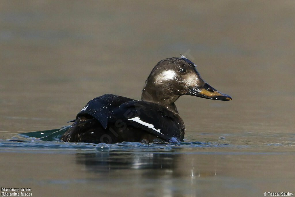 Velvet Scoter, identification, swimming