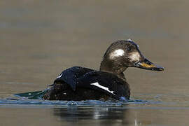 Velvet Scoter