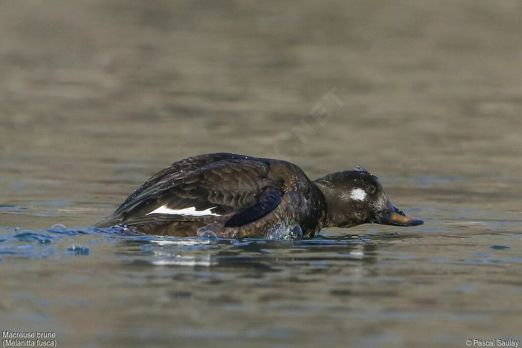 Velvet Scoter, identification, swimming