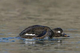 Velvet Scoter