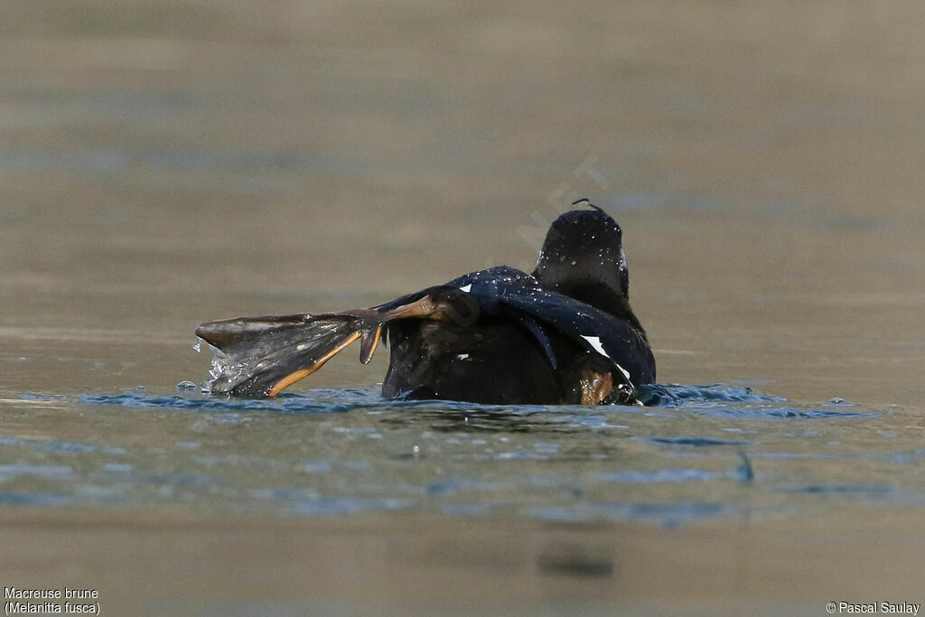 Velvet Scoter, swimming