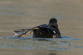 Velvet Scoter