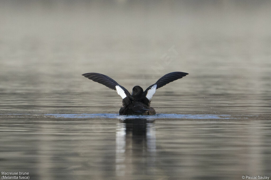 Velvet Scoter