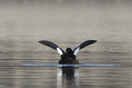 Velvet Scoter