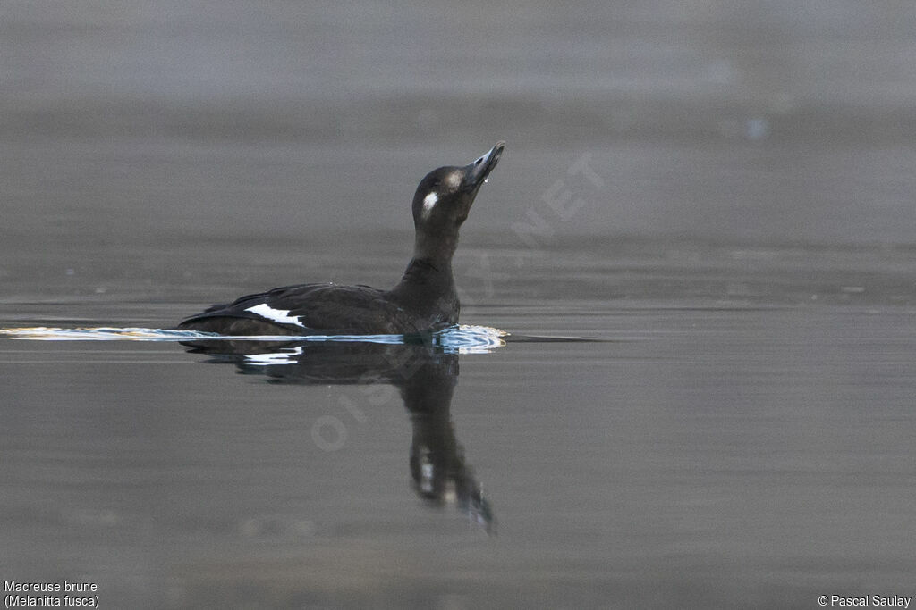 Velvet Scoter, swimming, drinks