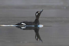 Velvet Scoter