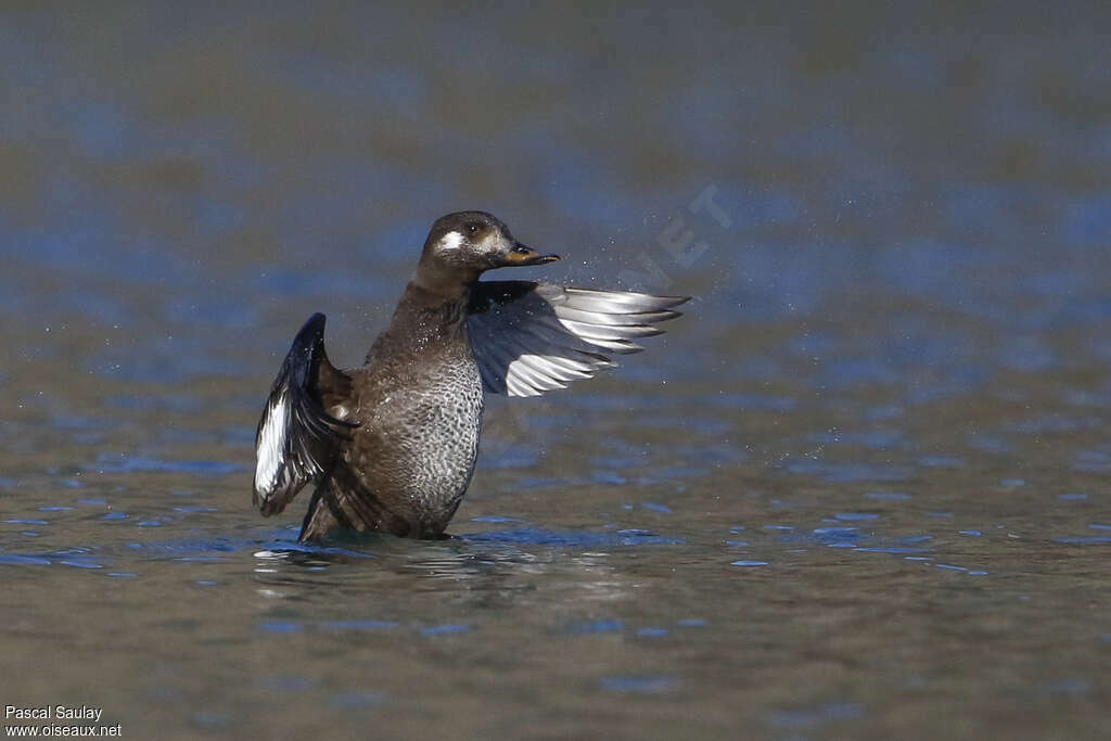 Macreuse brune1ère année, identification