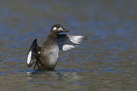 Velvet Scoter