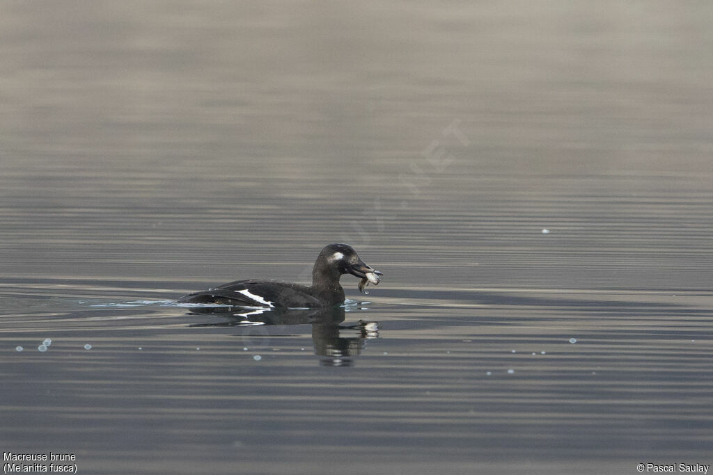 Velvet Scoter, swimming, fishing/hunting