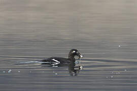 Velvet Scoter