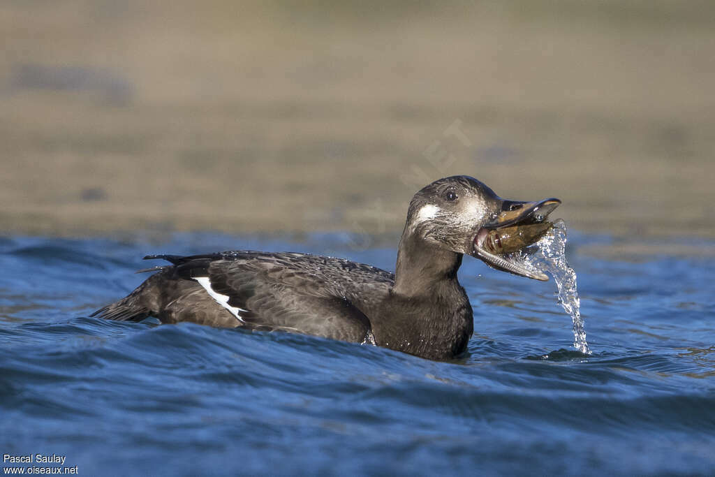 Velvet Scoter male First year, swimming, feeding habits, eats