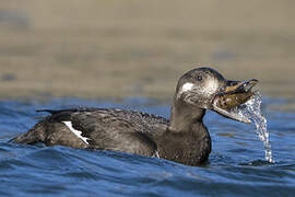 Velvet Scoter