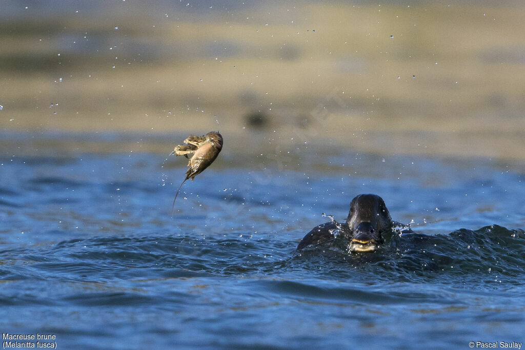 Velvet Scoter, swimming, feeding habits