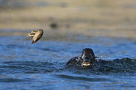 Velvet Scoter