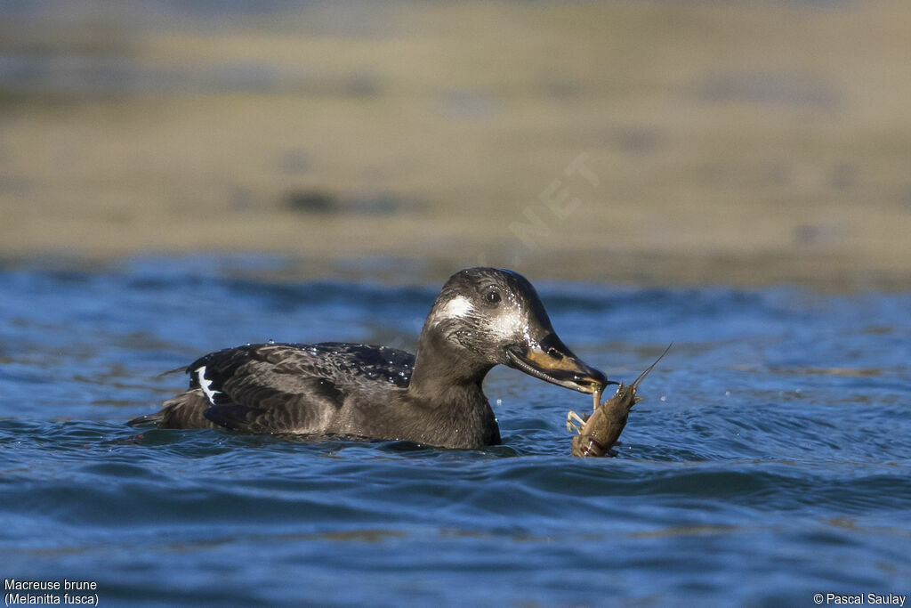 Velvet Scoter, swimming, feeding habits