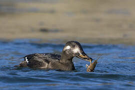 Velvet Scoter