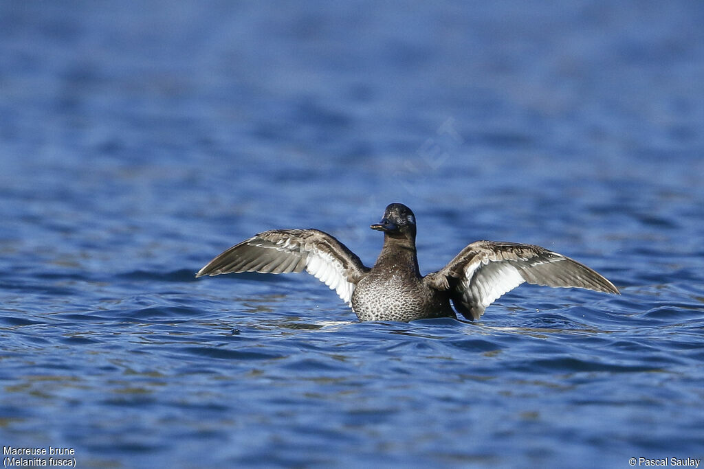 Velvet Scoter, identification, swimming