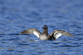 Velvet Scoter