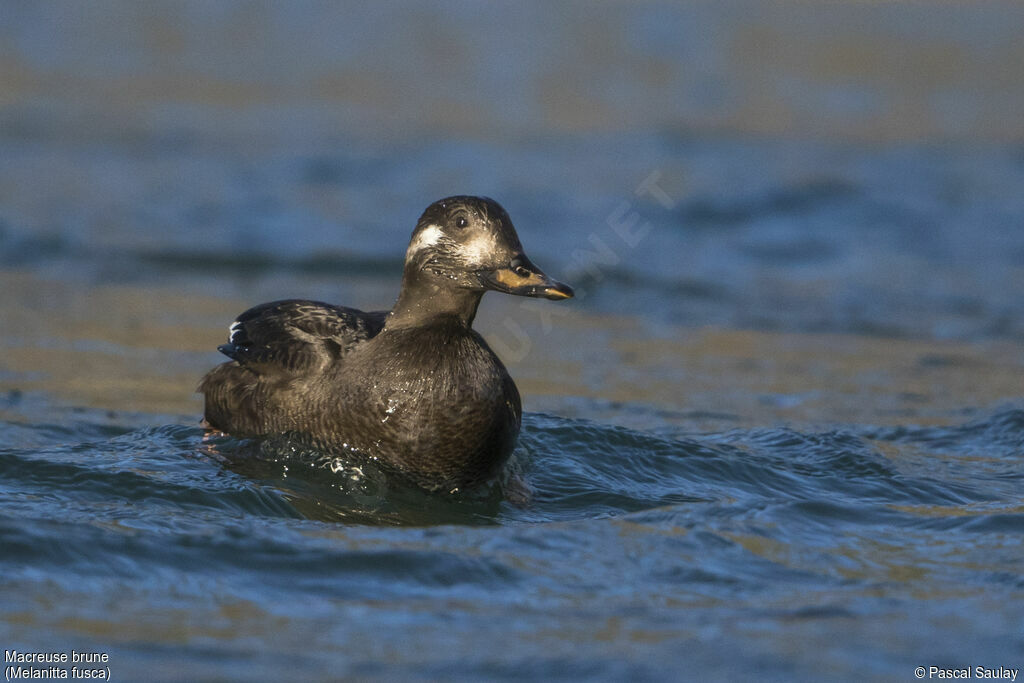 Velvet Scoter, swimming