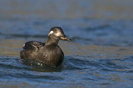 Velvet Scoter