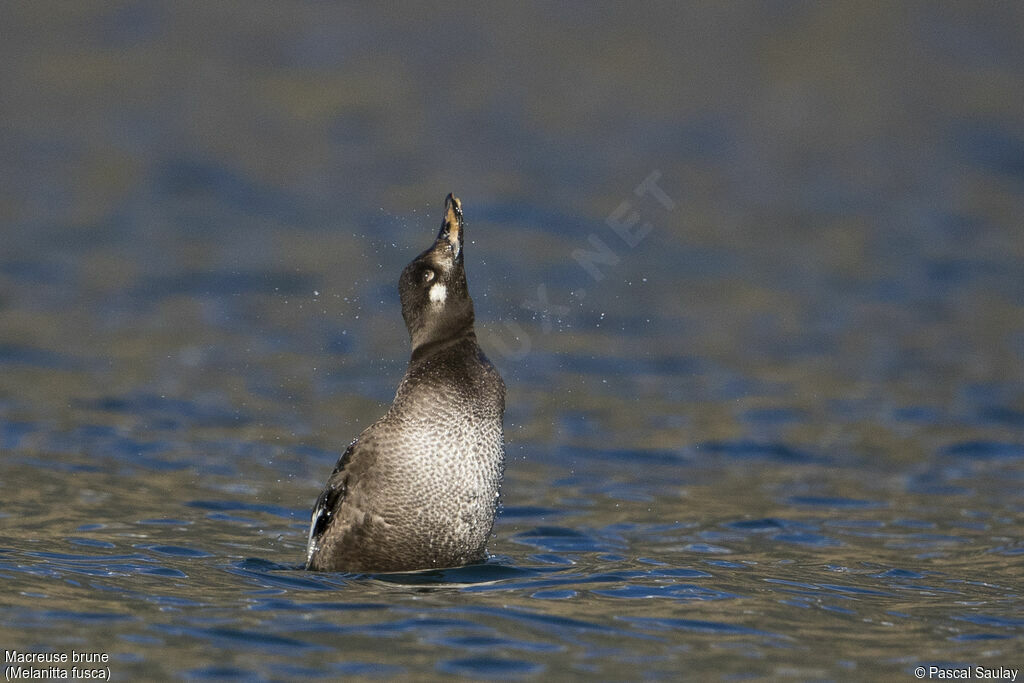 Velvet Scoter, identification, swimming, Behaviour