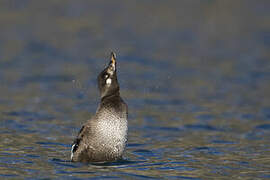 Velvet Scoter