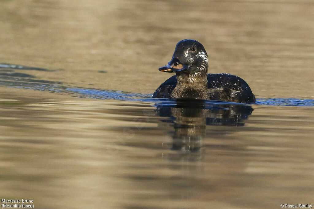 Velvet Scoter, swimming