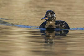 Velvet Scoter