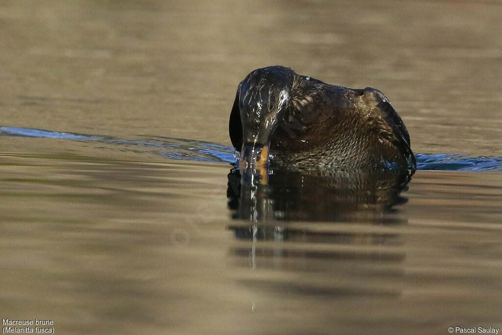 Velvet Scoter, swimming, fishing/hunting