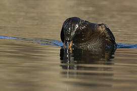 Velvet Scoter